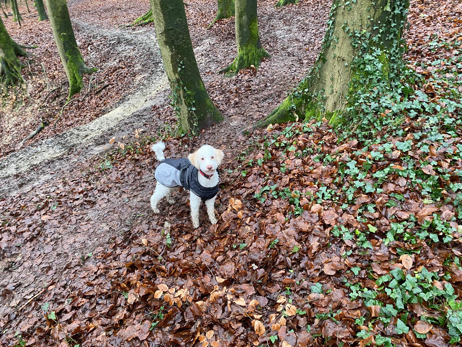 WhatsApp Bild 2025-04-11 um 21.48.34_1dcdb0ea