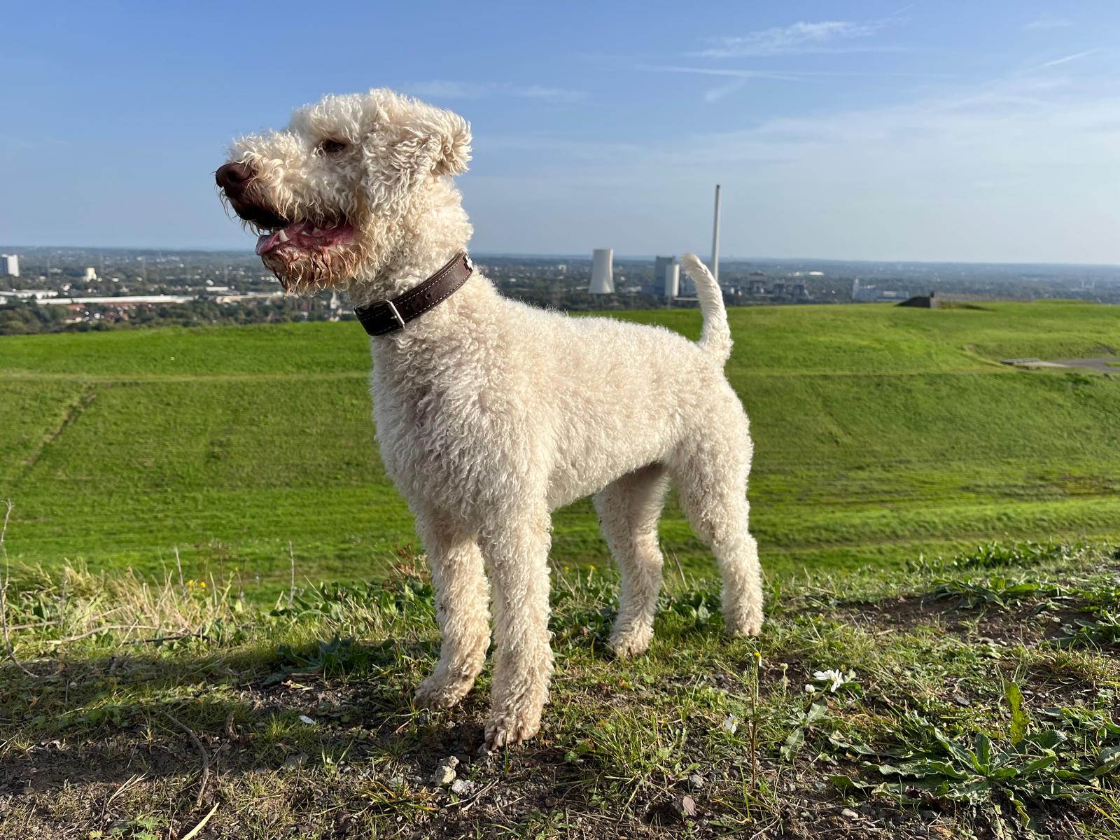 WhatsApp Bild 2025-04-11 um 21.48.34_b2353e3a